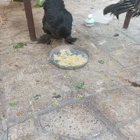 مرغ سلطان وخروس سفید|حیوانات مزرعه|شیراز, زرهی|دیوار