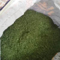 فروش شیوید خشک