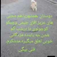 جیمی ما رو پیدا کنید و مژدگانی بگیرید