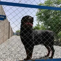 آموزش تخصصی سگهای نگهبان و خانگی