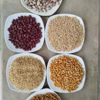 حبوبات|حراج|کاشان, درب اصفهان|دیوار