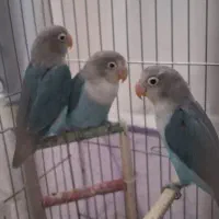 جوجه فیشر سرلاکی