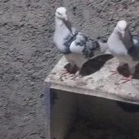 کبوتر