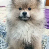 پامر خرسی|سگ|مرودشت, ثبت احوال|دیوار