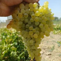 باغچه-تاکستان-700-متری