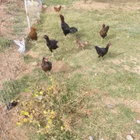 مرغ و خروس