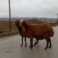 میش پستان کرده|حیوانات مزرعه|خرمآباد, |دیوار