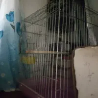 قفس