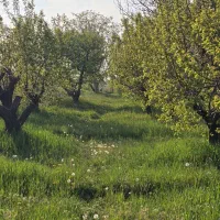 باغچه-الوان-شهیدکلانتری-ساریبگلوی-آرالیق