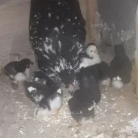 مرغ گلین همراه جوجهاش