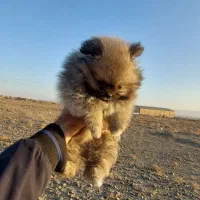 واگذاری دو توله سگ پامرانین اصیل|سگ|خلیل آباد, |دیوار