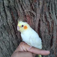 جوجه عروس هلندی