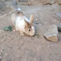 خرگوش نر|موش و خرگوش|نیشابور, مازول|دیوار