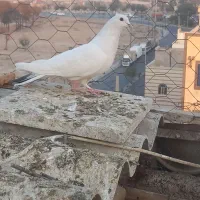 کفتر کبوتر|پرنده|اسلام‌شهر, شهرک سعیدیه|دیوار