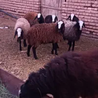 شیشک میش اصیل شالی