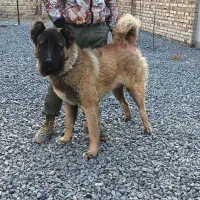 واگذاری سگ سرابی