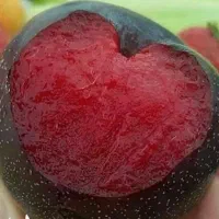 پیشفروش نهال لیبل دار آلو آنجلا
