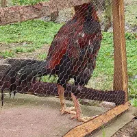 ۱ عدد خروس لار