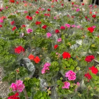 شمعدانی هلندی