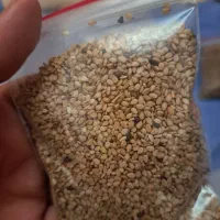 کنجد نانوایی شسته