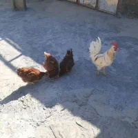 مرغ و خروس
