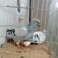 کبوتر شامی قهوه ای زردسرخ دمسفید