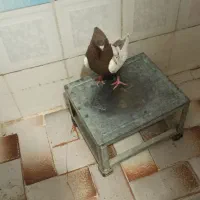 سرته قهوه ای|پرنده|خرم‌آباد, |دیوار