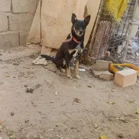 سگ پاکوتاه|سگ|جیرفت, |دیوار