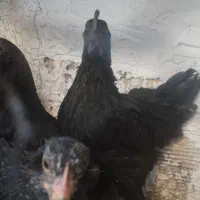 مرغ و خروس ایام سمانی