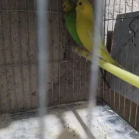 مرغ عشق های مولد و فنچ های کینگ ماده|پرنده|خرمدره, |دیوار