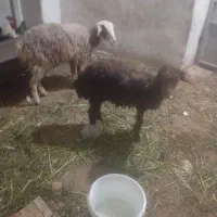 گوسفند|حیوانات مزرعه|سنگدوین, |دیوار