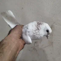 کبوتر|پرنده|هشتگرد, تهران دشت|دیوار