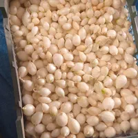 گل وگیاه|گل و گیاه طبیعی|جیرفت, |دیوار