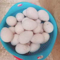 تخم بوقلمون نطفه دار