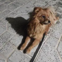 سگ پامر|سگ|اسدآباد, |دیوار