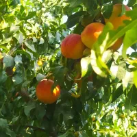 فروش باغچه ویلا سند دار در رباط کریم|فروش خانه و ویلا|رباط‌کریم, شترخوار|دیوار