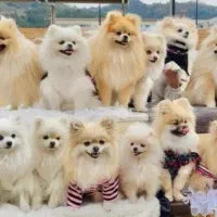 پامرین نرو ماده