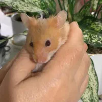 همستر مینجو|موش و خرگوش|بوشهر, |دیوار