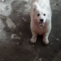 سگ پاکوتاه نر بازیگوش