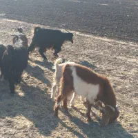 بزغاله بز میش|حیوانات مزرعه|کرمانشاه, |دیوار