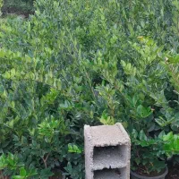 یاس سطل ۱۰ قیمت ۷۵|خدمات باغبانی و درختکاری|کلاچای, |دیوار