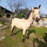 اسب|اسب و تجهیزات اسب‌سواری|تالش, جوکندان|دیوار