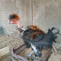 جوجه خروس سلطان و فری|حیوانات مزرعه|نیشابور, بنیاد شهید|دیوار