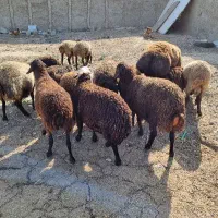 قصاب سیار فروش گاو وگوساله وگوسفند زنده