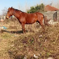 اسب کره ۳سال|اسب و تجهیزات اسب‌سواری|طاهرگوراب, |دیوار