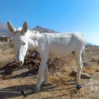 الاغ|حیوانات مزرعه|مرودشت, ثبت احوال|دیوار