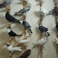 چخ کفتر پرشی طوقی ابلغ سرخ ساده سوسکی دست پر