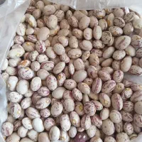لوبیا چیتی درجه یک دستچین