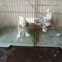 جوجه شازده سرور (سهره) عروس هلندی|پرنده|اسلامشهر, صادقیه|دیوار