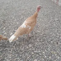 بوقلمون بوربورن|حیوانات مزرعه|آستانه اشرفیه, |دیوار